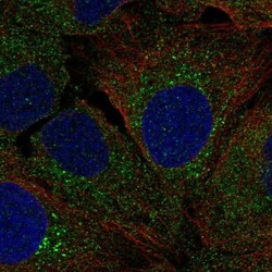 AG-3/AGR3 Antibody, Novus Biologicals:Antibodies:Primary Antibodies